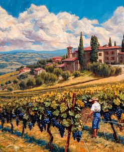 Tuscan Vineyard Harvest Rustic Italian Countryside Landscape