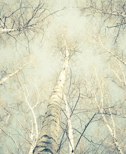 Birch Trees 1