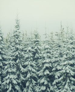 Fir Trees in Winter