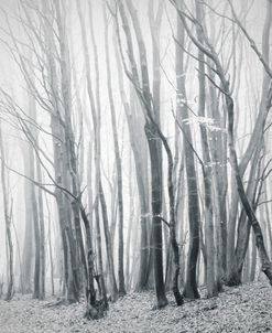 Fog in the Forest II