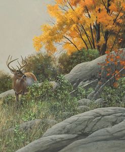 Fall Deer