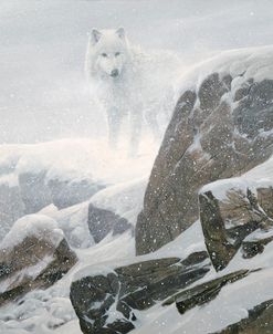 Wolf in Snow