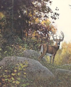 A Buck in the Woods