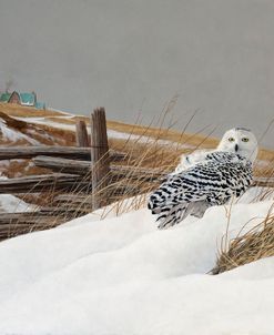 Snowy Owl