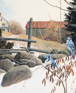 Bluejays-Early Winter