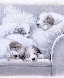 Cozy Companions