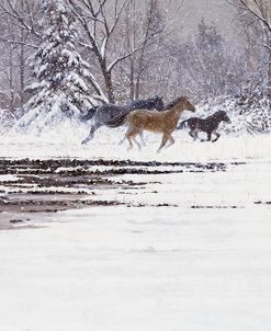 Winter Horses