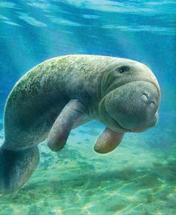 Five Of Earth-Manatee