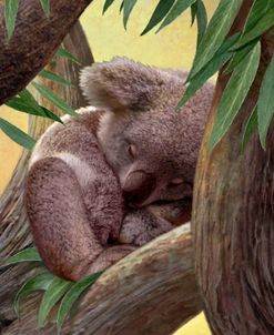 Four Of Air-Koala