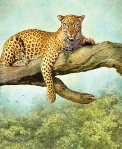 Queen Of Air Leopard