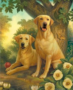 Yellow Labs