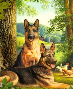 German Shepards/Chicken