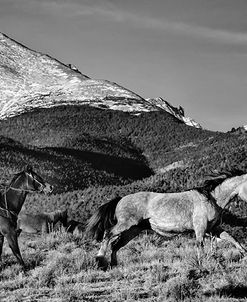 Roping the San Greys