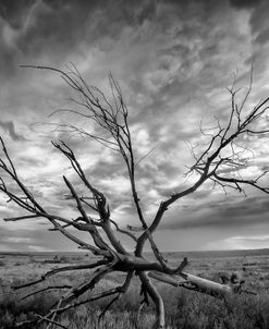 Colorado Storm