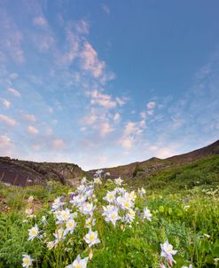 Columbine Morning I