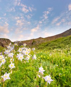 Columbine Morning II