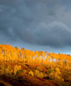 Golden Light