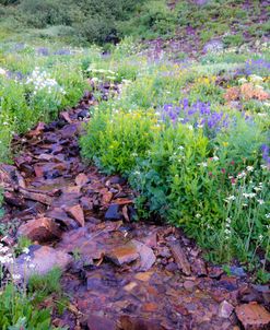 Field of Beauty I