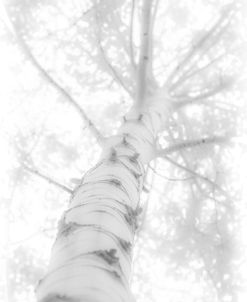 Tall Birch