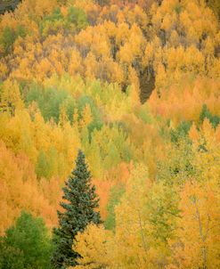 Birch Forest