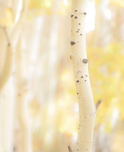 Yellow Birch 3