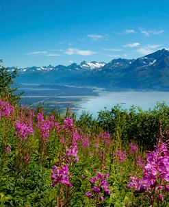 Lake Flowers