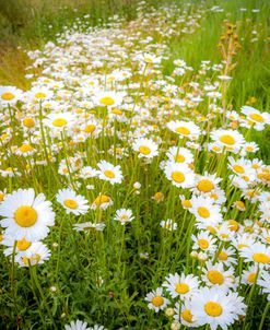 Daisies