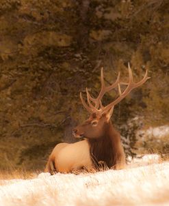 Antlers