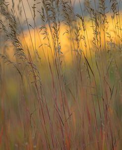 Tall Grass 7