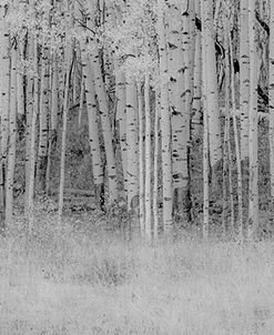 Black and White Birch