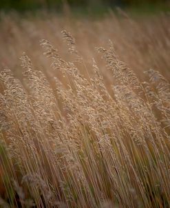 Tall Grass 8