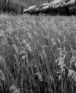 Tall Grass 9