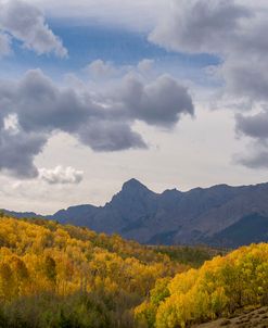 Mountain Birch