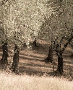 Olive Trees