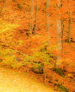 Yellow Foliage