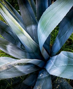 Agave