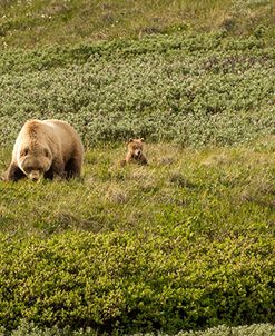 Grizzly Family