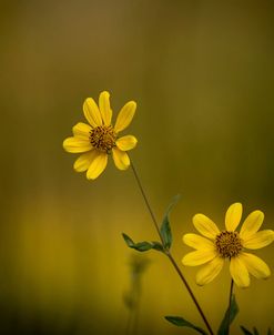 Wildflowers