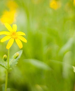 Wildflowers 2