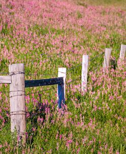 Wildflower Fence