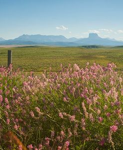 Wildflower Fence 2