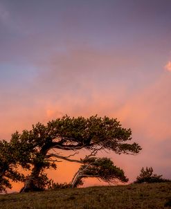 Peaceful Tree