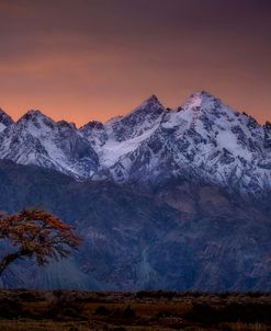 Tree and the Mountain