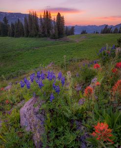 Flower Sunset