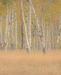 Aspens Panorama