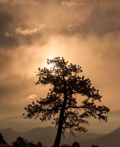 Tree Silhouette