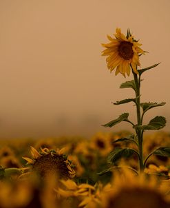 Sunflowers Fog