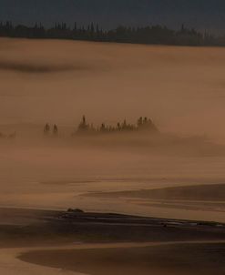 Trees in the Fog