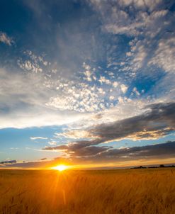 Wheat Field Sunset