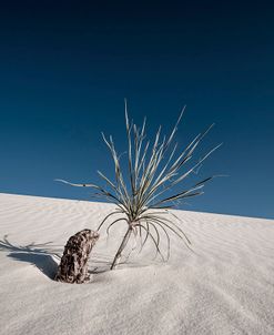 Palm on the Dune